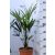 Kínai kenderpálma Trachycarpus fortunei 70-80 cm