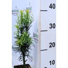 Oszlopos áltiszafa Cephalotaxus harringtonia 'Fastigiata' 20-25 cm