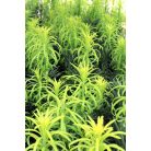 Oszlopos áltiszafa Cephalotaxus harringtonia 'Fastigiata' 20-25 cm