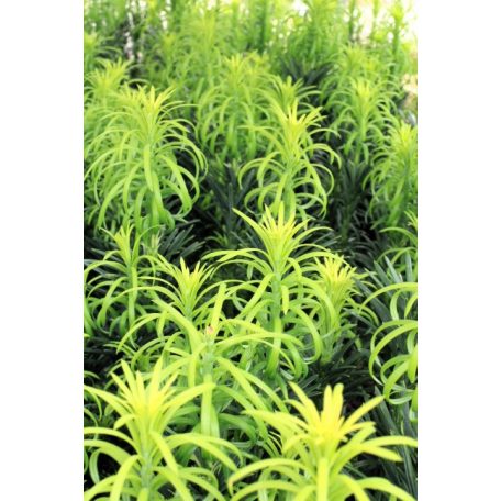 Oszlopos áltiszafa Cephalotaxus harringtonia 'Fastigiata' 20-25 cm