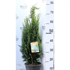   Oregoni hamisciprus Chamaecyparis lawsoniana White Spot 40-50 cm