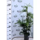 Leyland ciprus Cupressocyparis leylandii 80-100 cm