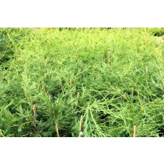 Leyland ciprus Cupressocyparis leylandii 80-100 cm