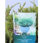 Boróka Juniperus horizontalis Agnieszka 20-25 cm