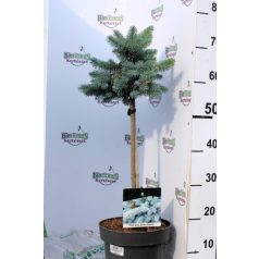   Törzses gömb ezüstfenyő  Picea pungens 'Glauca Globosa Stam 40 cm