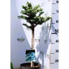   Törzses gömb ezüstfenyő Picea pungens 'Glauca Globosa Stam 40 cm