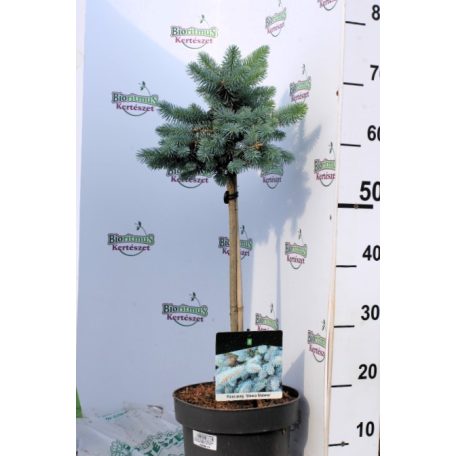 Törzses gömb ezüstfenyő  Picea pungens 'Glauca Globosa Stam 40 cm