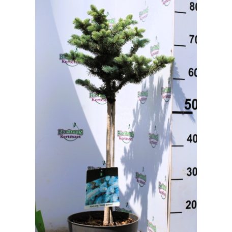 Törzses gömb ezüstfenyő Picea pungens 'Glauca Globosa Stam 40 cm