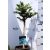 Törzses gömb ezüstfenyő Picea pungens 'Glauca Globosa Stam 40 cm