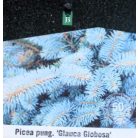 Törzses gömb ezüstfenyő Picea pungens 'Glauca Globosa Stam 40 cm