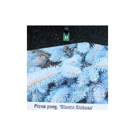 Törzses gömb ezüstfenyő Picea pungens 'Glauca Globosa Stam 40 cm