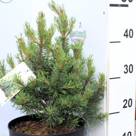 Havasi törpefenyő Pinus mugo 'Mops Midget 20-25 cm