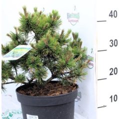 Arany törpefenyő Pinus mugo 'Ophir 20-25 cm