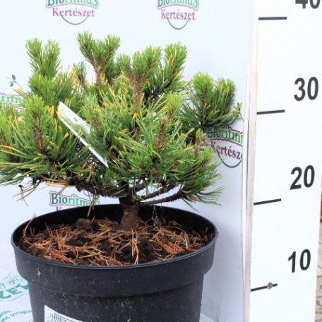 Havasi törpefenyő Pinus mugo 'Carsten 20-25 cm