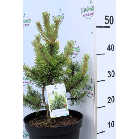 Havasi törpefenyő Pinus mugo 'Zundert 25-30 cm