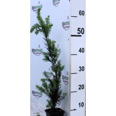   Oszlopos tiszafa (hímivarú) Taxus media 'Hillii 20-30 cm