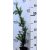 Oszlopos tiszafa (hímivarú) Taxus media 'Hillii 20-30 cm