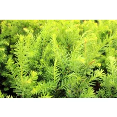   Oszlopos tiszafa (hímivarú) Taxus media 'Hillii 20-30 cm