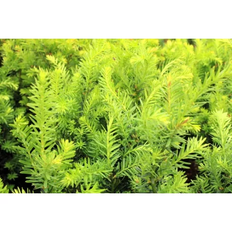 Oszlopos tiszafa (hímivarú) Taxus media 'Hillii 20-30 cm