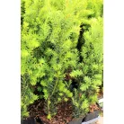 Oszlopos tiszafa (hímivarú) Taxus media 'Hillii 20-30 cm