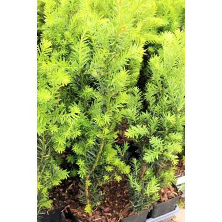 Oszlopos tiszafa (hímivarú) Taxus media 'Hillii 20-30 cm