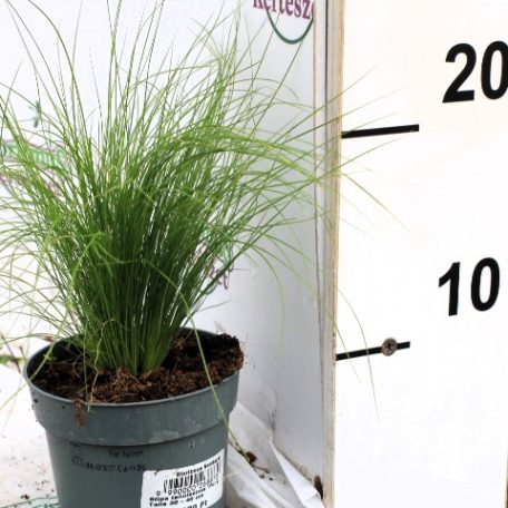 Árvalányhaj Stipa tenuissima 'Pony Tails 30-40 cm