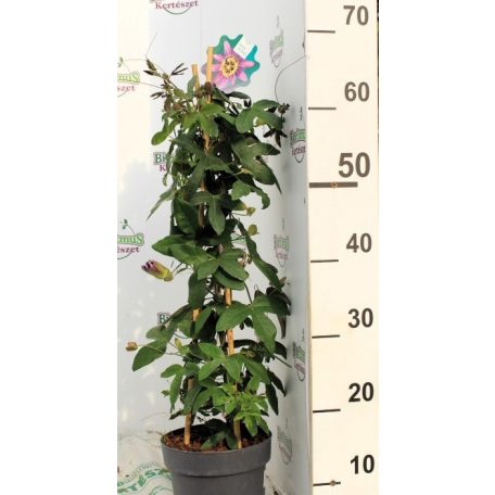 Golgotavirág Passiflora Lila 70-75 cm