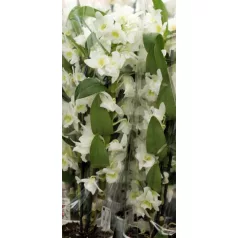   Nemes dendrobium / Vesszőkosbor Dendrobium nobile Star Class Apollo 12 cm