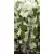 Nemes dendrobium / Vesszőkosbor Dendrobium nobile Star Class Apollo 12 cm