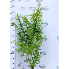 Kínai lilabogyó Callicarpa dichotama