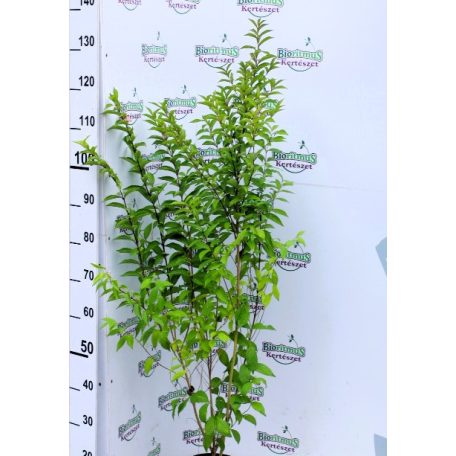 Kínai lilabogyó Callicarpa dichotama