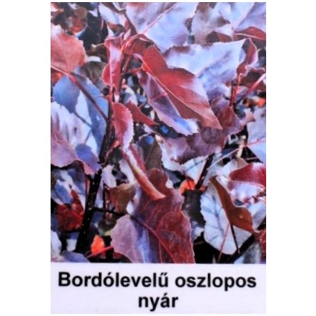 Vörös levelű oszlopos nyár Populus deltoides Purple Tower 