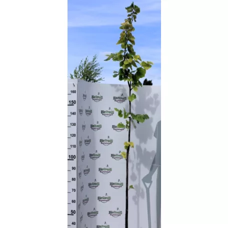 Ezüst hárs Tilia argentea (syn.: tomentosa) 