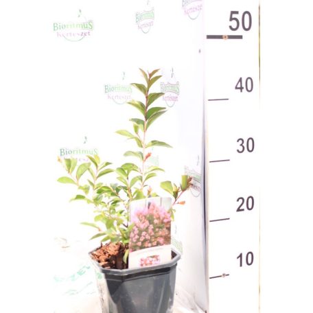 Rózsaszín virágú kínai selyemmirtusz Lagerstroemia i. Eveline 30-40 cm