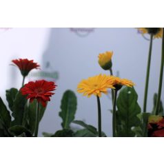 Kerti gerbera Garvinea MIX 40-50 cm