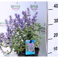   Kerti macskamenta Nepeta x faassenii 'Purrsian Blue'  30 cm