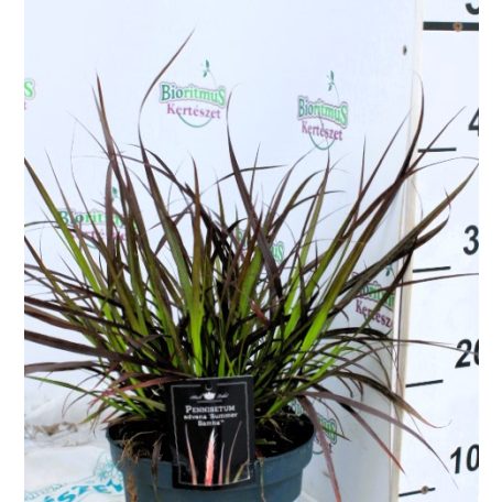 Tollborzfű Pennisetum summer samba