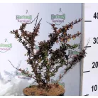 Törpe japán vérborbolya Berberis thunbergii Atropurpurea Nana K2 15/20