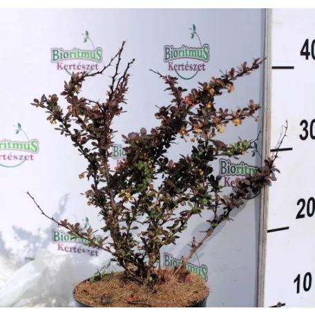 Törpe japán vérborbolya Berberis thunbergii Atropurpurea Nana K2 15/20