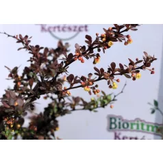   Törpe japán vérborbolya Berberis thunbergii Atropurpurea Nana K2 15/20