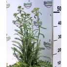 Téglaszínű virágú közönséges cickafark Achillea millefolium Terracotta 14 cm cs