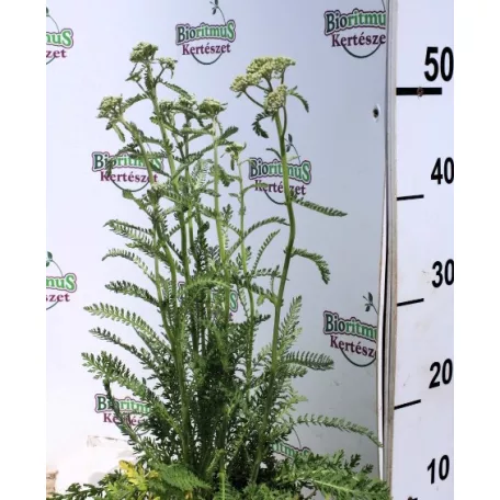 Téglaszínű virágú közönséges cickafark Achillea millefolium Terracotta 14 cm cs