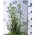 Téglaszínű virágú közönséges cickafark Achillea millefolium Terracotta 14 cm cs