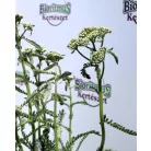 Téglaszínű virágú közönséges cickafark Achillea millefolium Terracotta 14 cm cs
