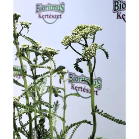Téglaszínű virágú közönséges cickafark Achillea millefolium Terracotta 14 cm cs