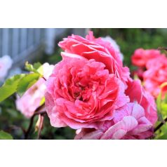 Bokorrózsa George Vancouver