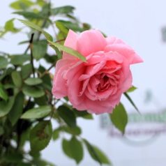 Bokorrózsa Lambert Closse