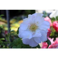 Bokorrózsa Henry Hudson