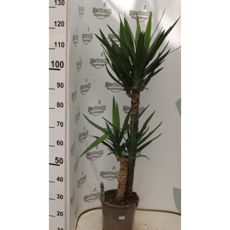 Törzses jukka Yucca 2pp 24 cm cserépben