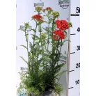 Piros virágú közönséges cickafark Achillea millefolium Paprika d14